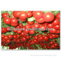 High Sweet Hybrid Tomato Tree Seeds Good Price
